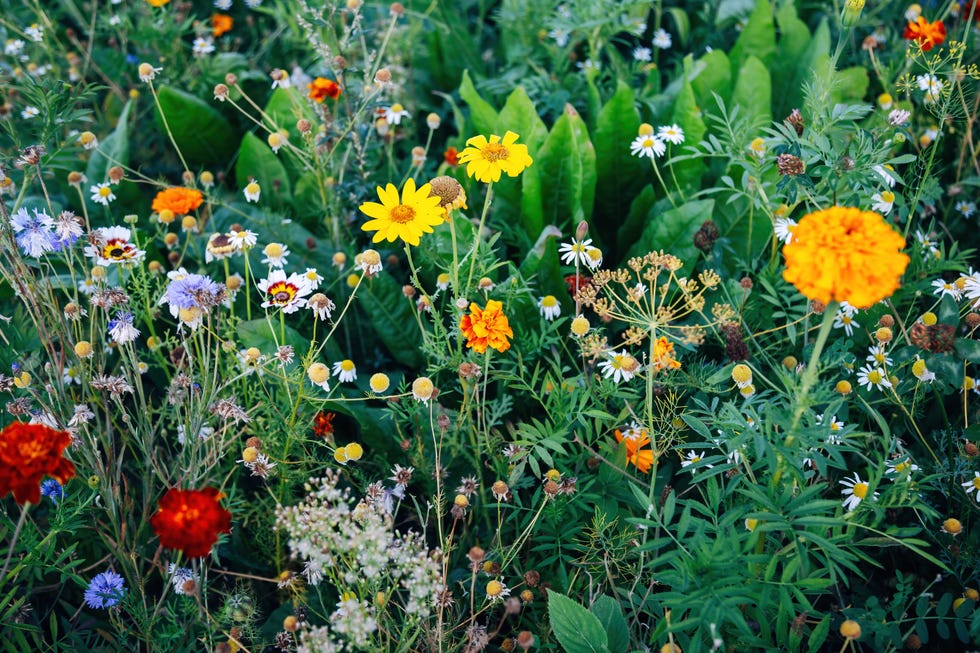 Colorful wildflowers in summer Colorful wildflowers in summer