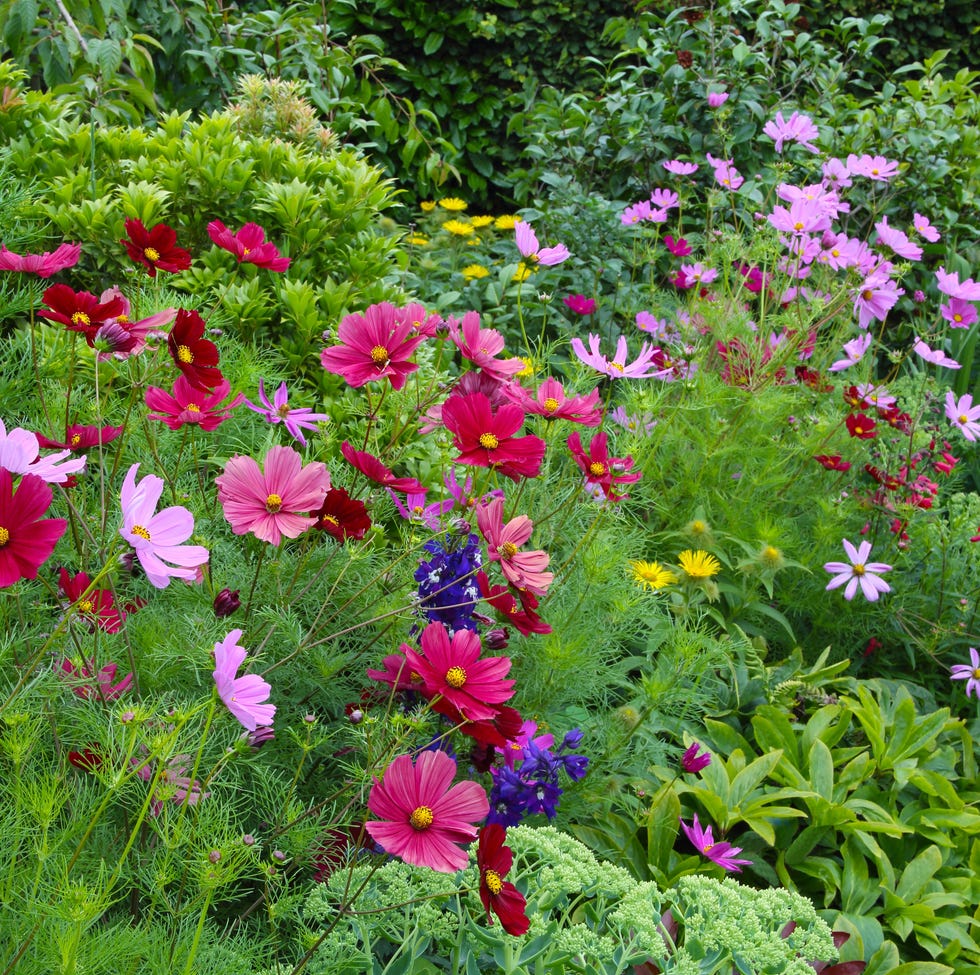 bright border of flowers, pink and deep red cosmos flowers bright border of flowers, pink and deep red cosmos flowers