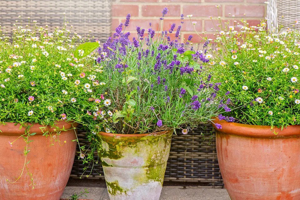 a group of potted plants