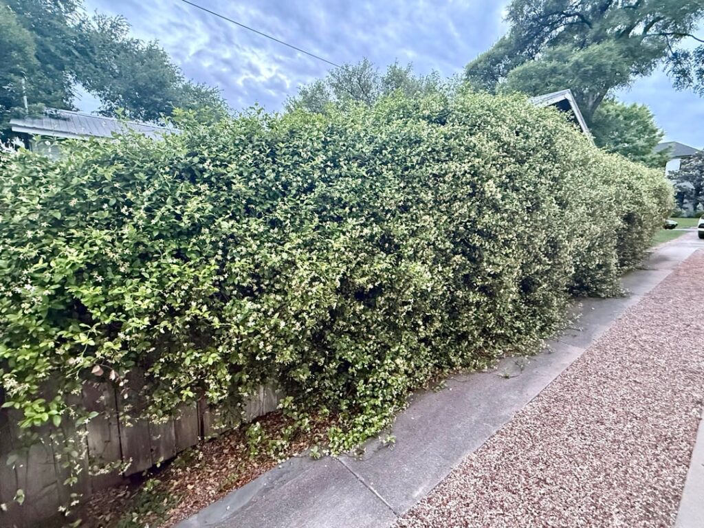 Jasmine Wall is back!