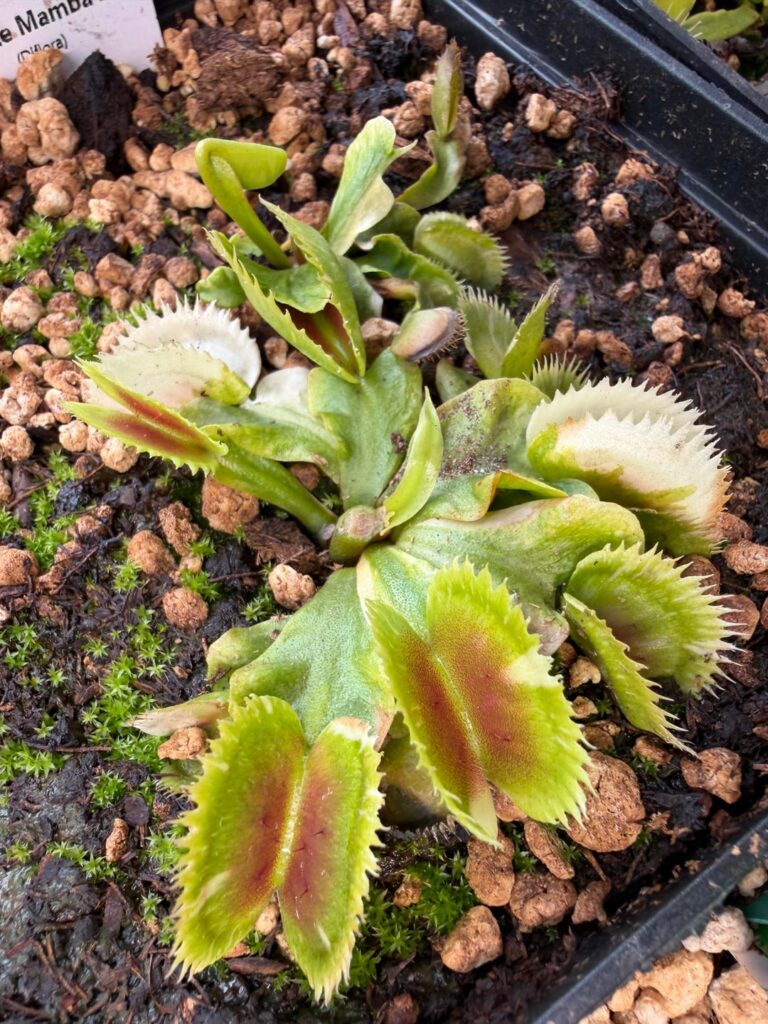 White Mumba 2 from Diflora