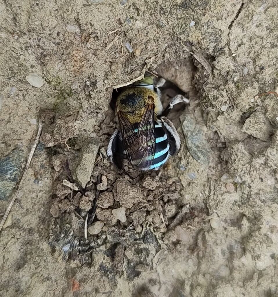 These bees are really diggin' my new garden :)