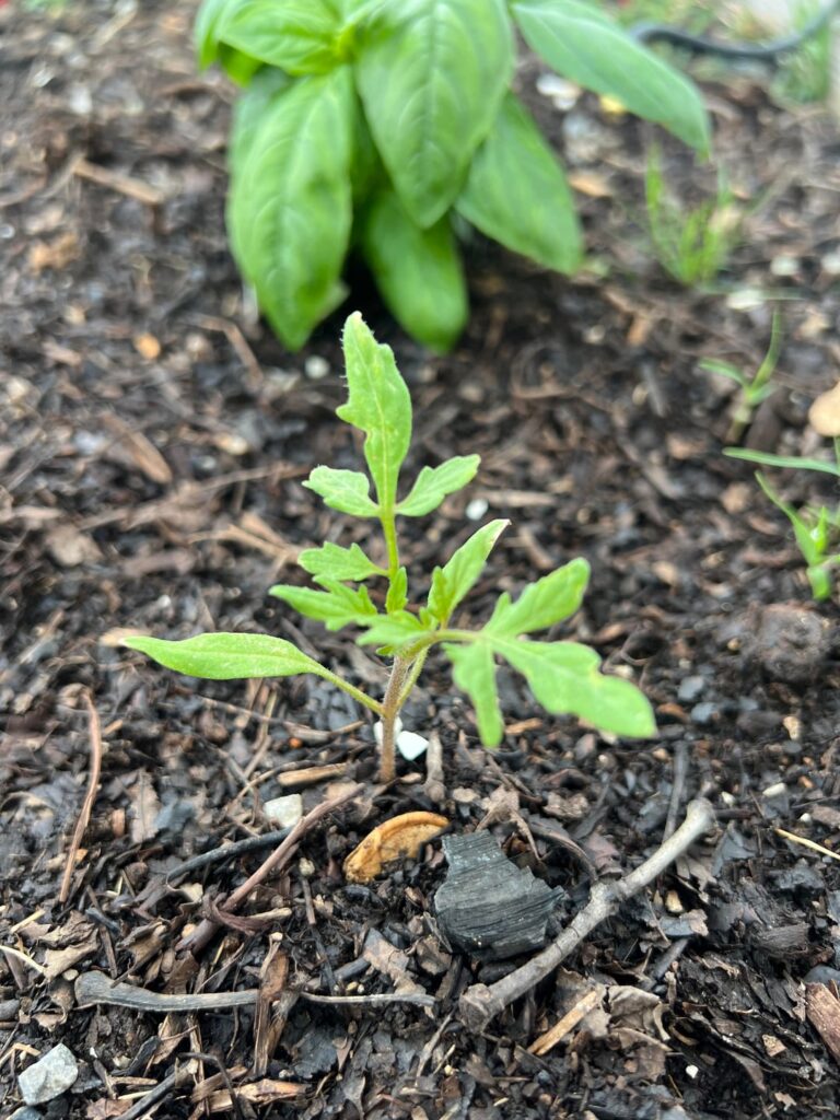 Tomato?