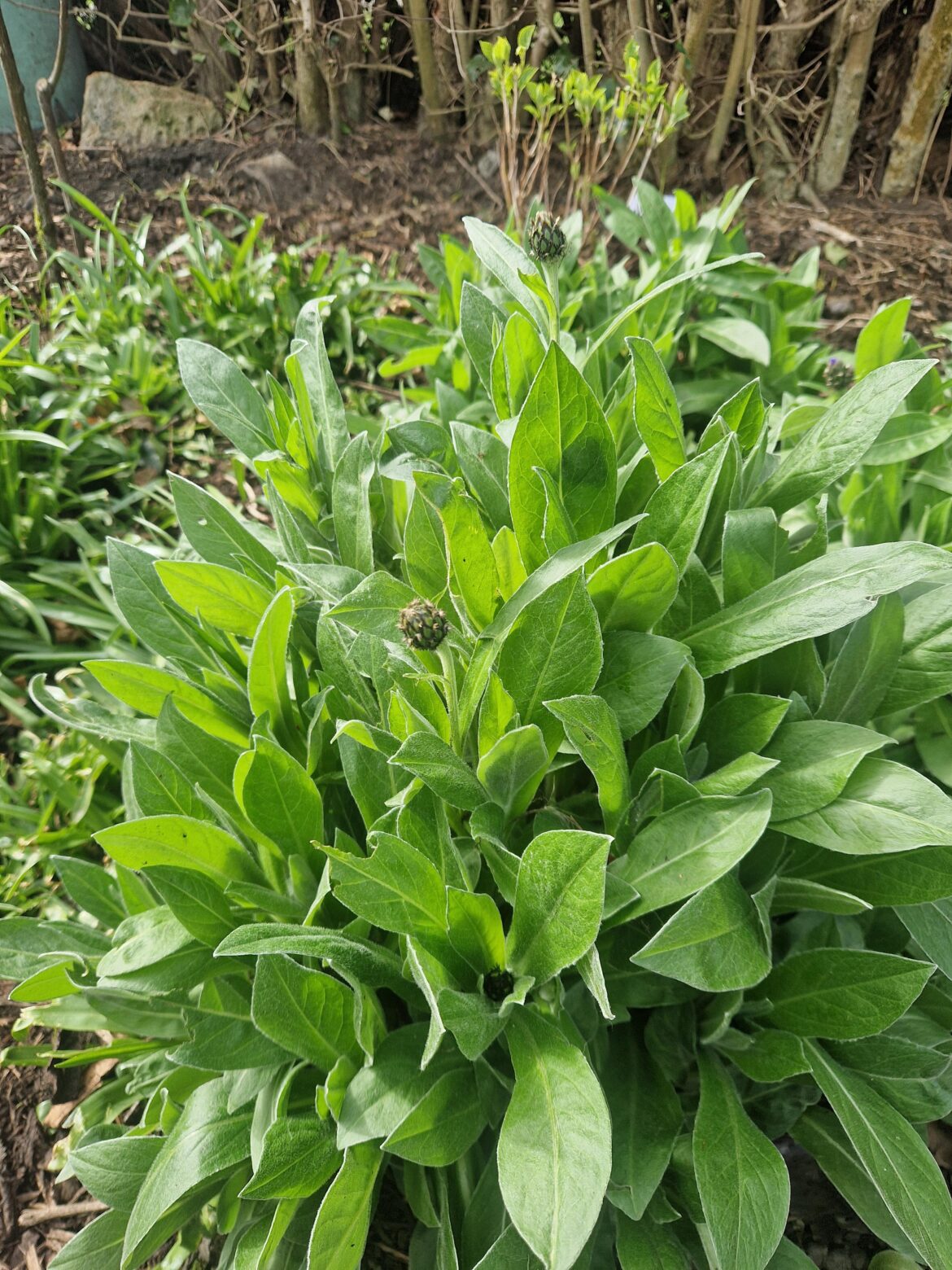 Weed or keep?