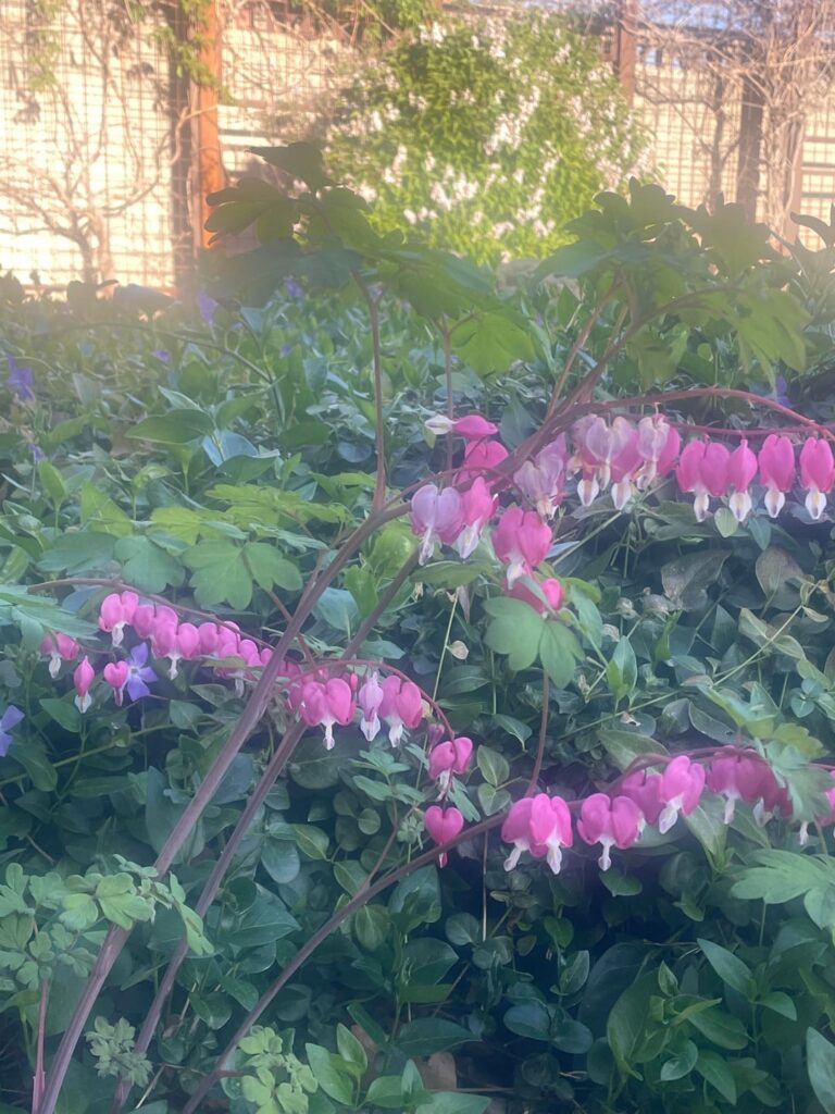 Spring time slc Utah 4-16-26