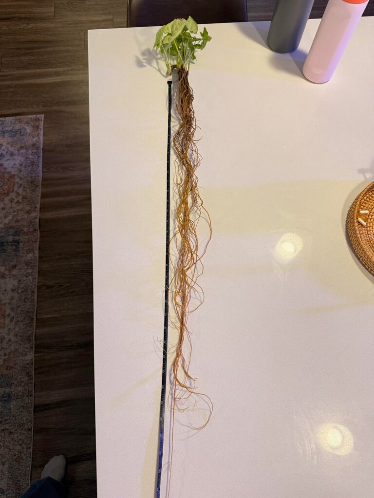 3 foot root system!!!