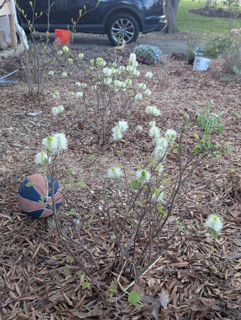 Witch Alder (Fothergilla) is awake! Witch Alder (Fothergilla) is awake!
