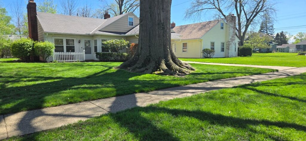 62" pin oak with a root flare that makes my little arborist heart flutter.