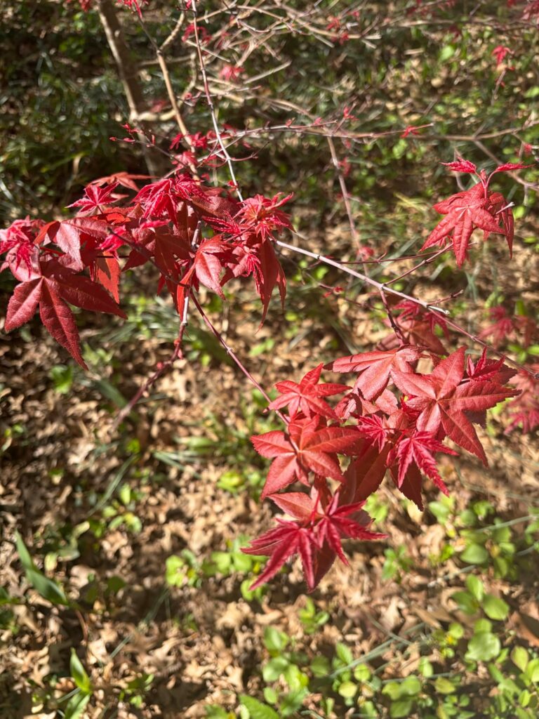 Is my Japanese maple allergic to my dogwood?