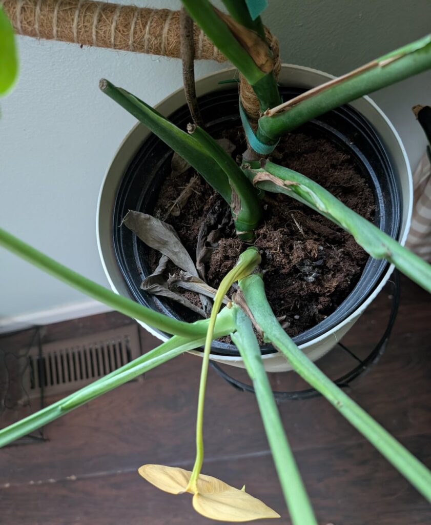 Is this one plant or two?