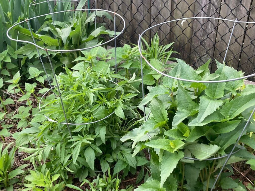 If you like really tall prairie plants and have no space (like me) then tomato cages are your friend. By the summer, you won't see the cage anymore, and your plants will stand up so nicely and no smother all their neighbors.