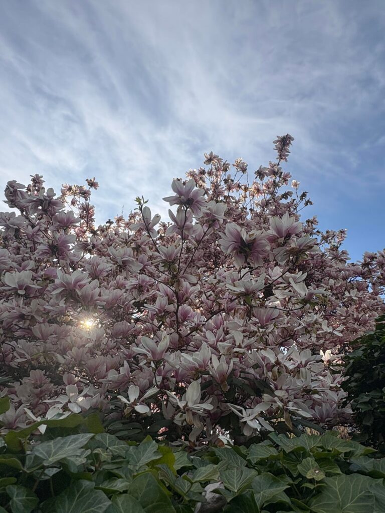 Afternoon stroll in the sunshine, I came across this magnolia tree (Magnolia × soulangeana). In full spring bloom, maybe tipping over a little now, but still stunning. Imagine how much energy it must take to put this show on?