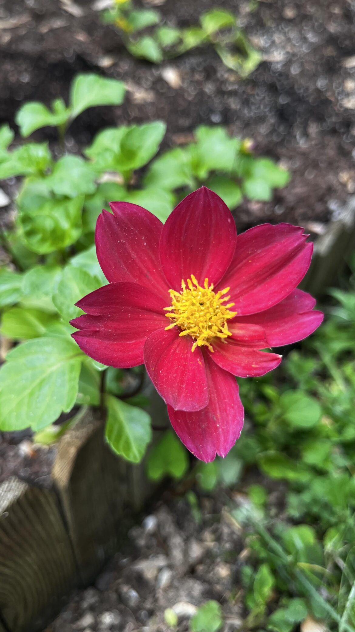 What type of Dahlia is this?
