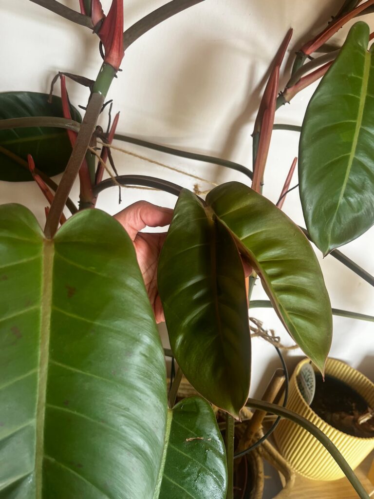 Philo- Split leaf