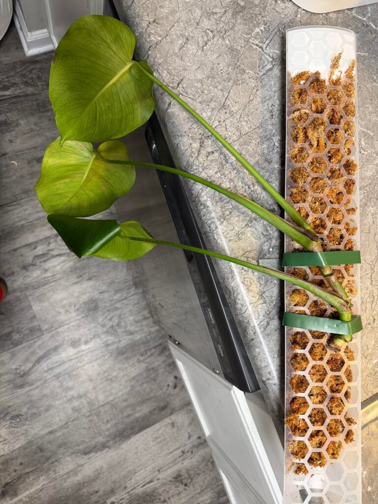 Is this salvageable?