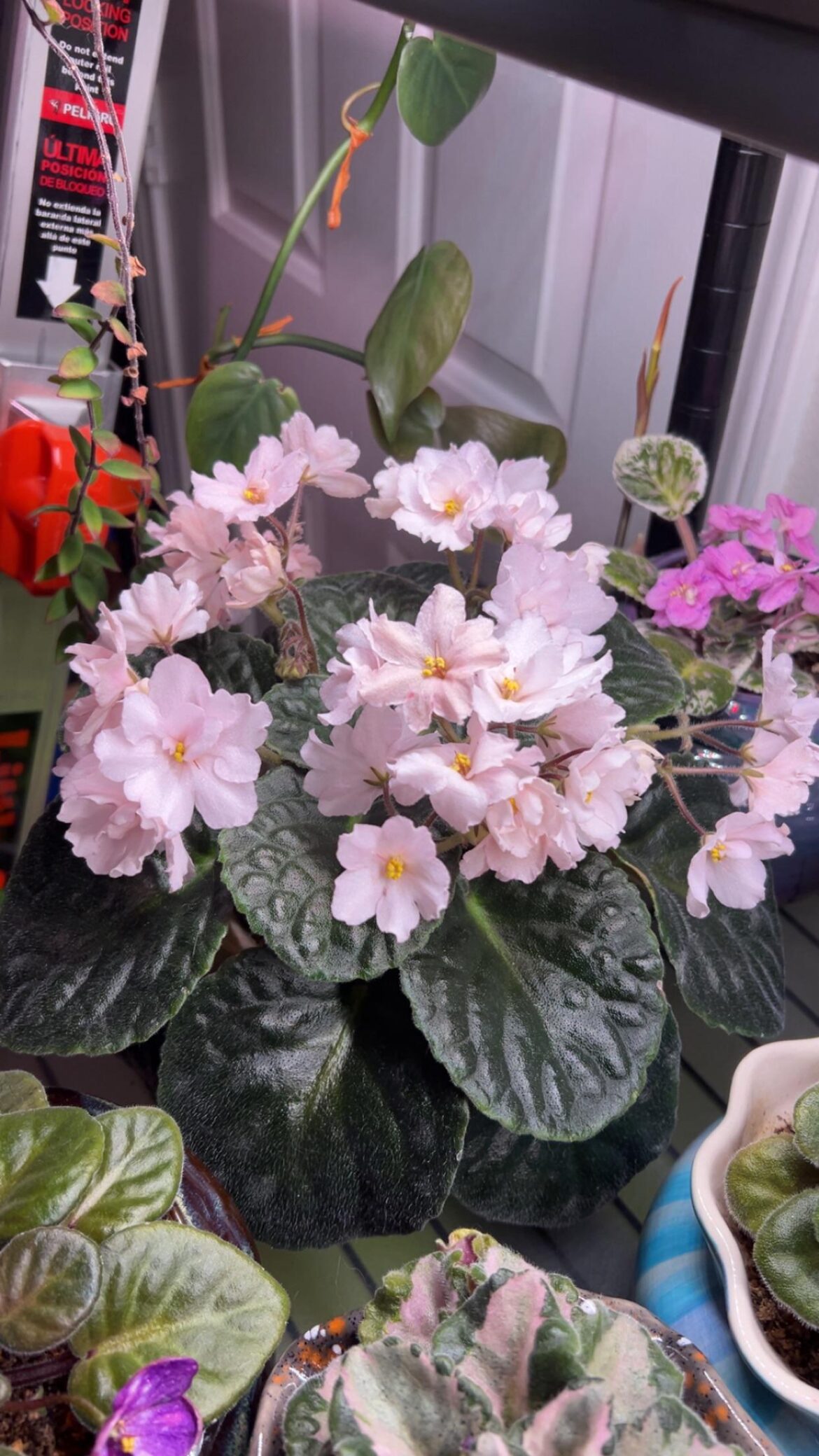 A crown of pearls. NoID: Hoffman White African Violet: pearl white semi-double/double bloom, ovate mid-green upper-surface with light green/purple lower-surface leaves, consistent rosette pattern, standard