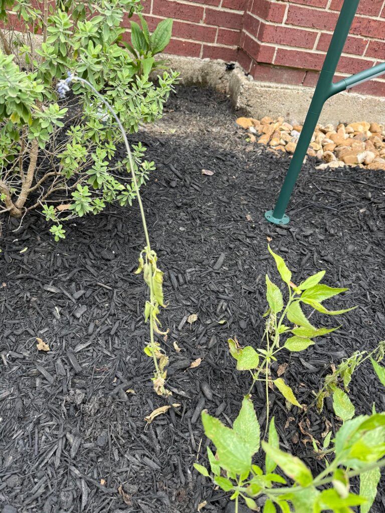 Yellowing Natives