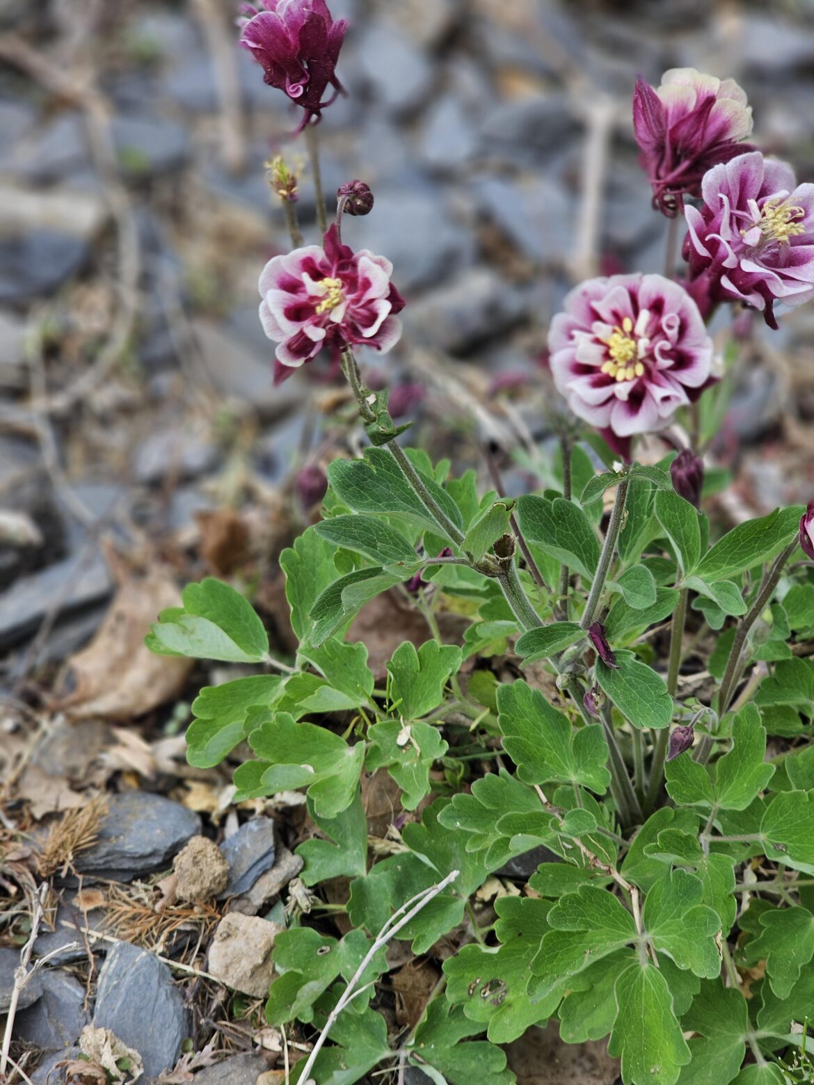 Flowering Plant ID....