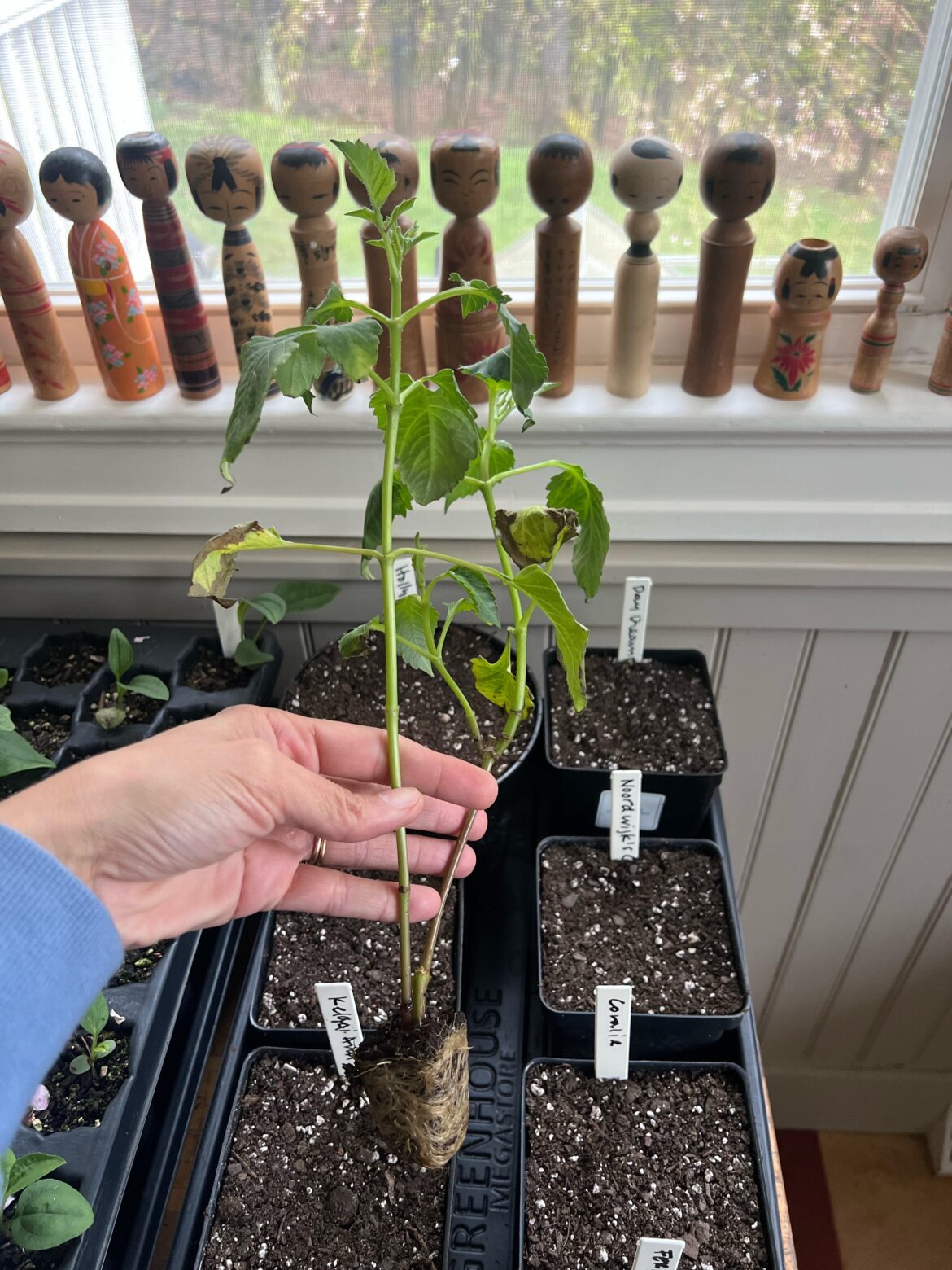 Help with rooted cutting
