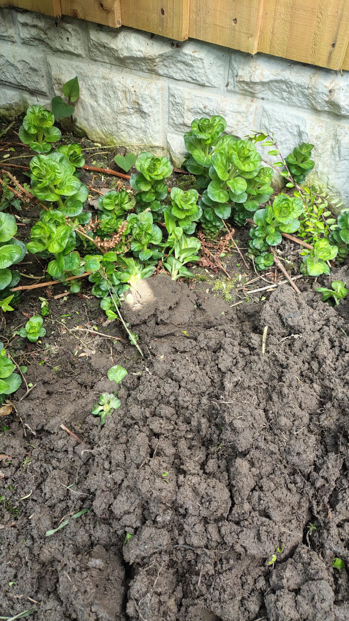 Is this a weed