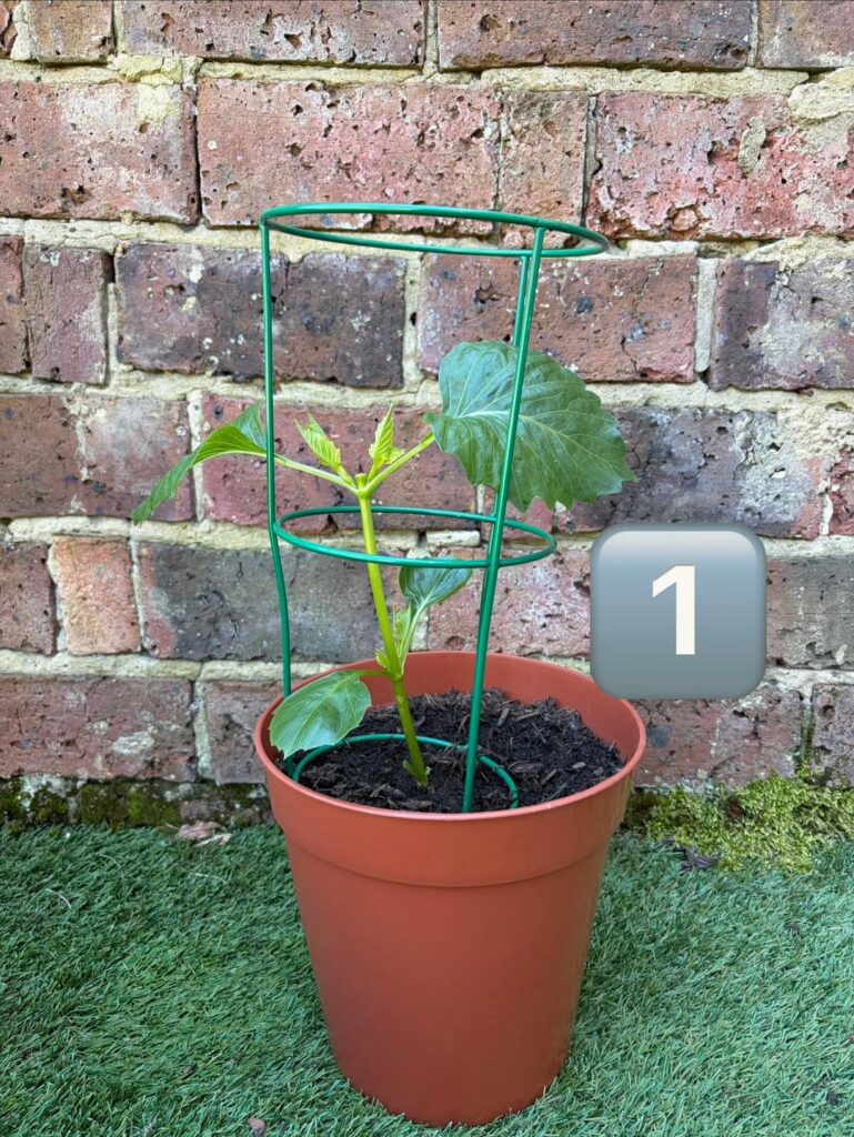 Should I cut any leggy plants back? 🙏 Should I cut any leggy plants back? 🙏