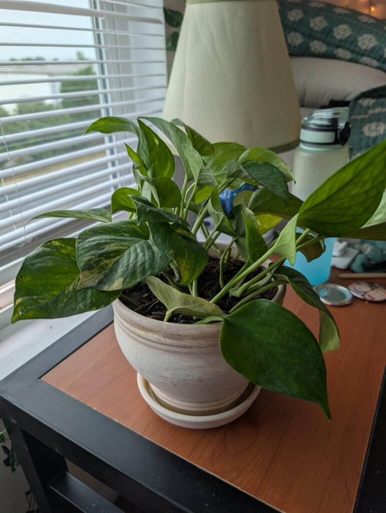 Is my pothos okay?