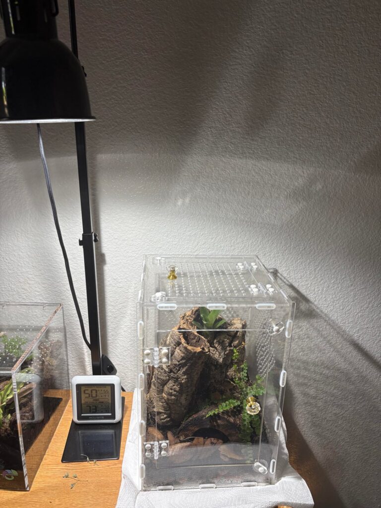 Lemon Button Fern Advice?