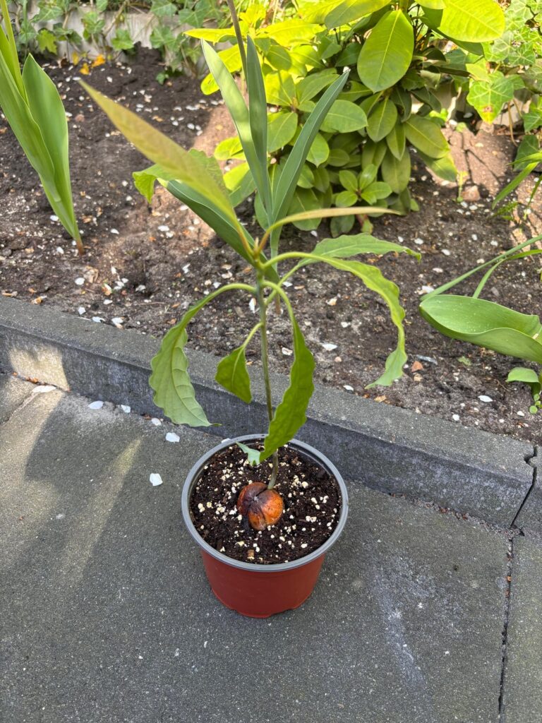Was I too late with getting my avocado plant from water to soil? Was I too late with getting my avocado plant from water to soil?