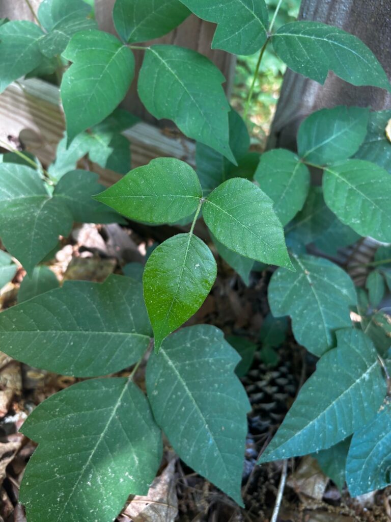 Give it to me straight—poison ivy?