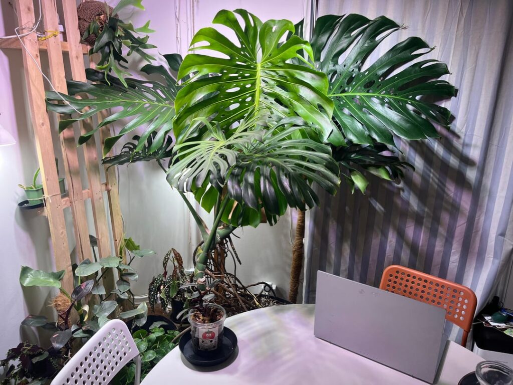 New leaf on my Monstera Deliciosa