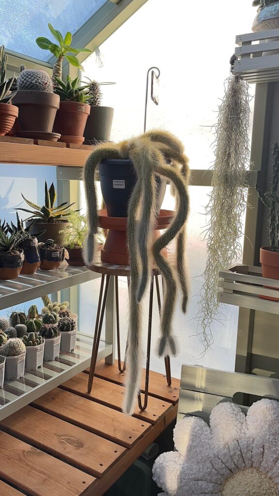 Monkey tail!