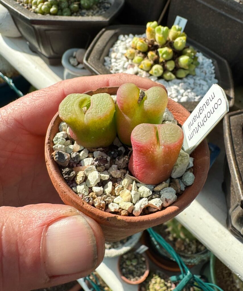 Love Maighanii pre-dormancy colours