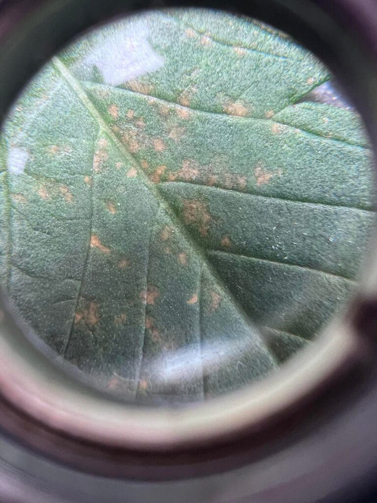 Spider mites or thrips?