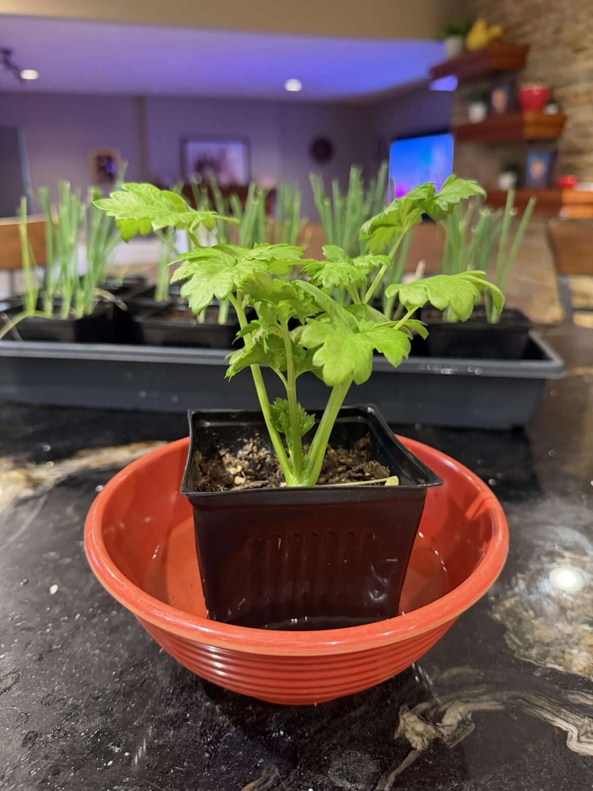 First time growing celery from seed! I’m so pleased!