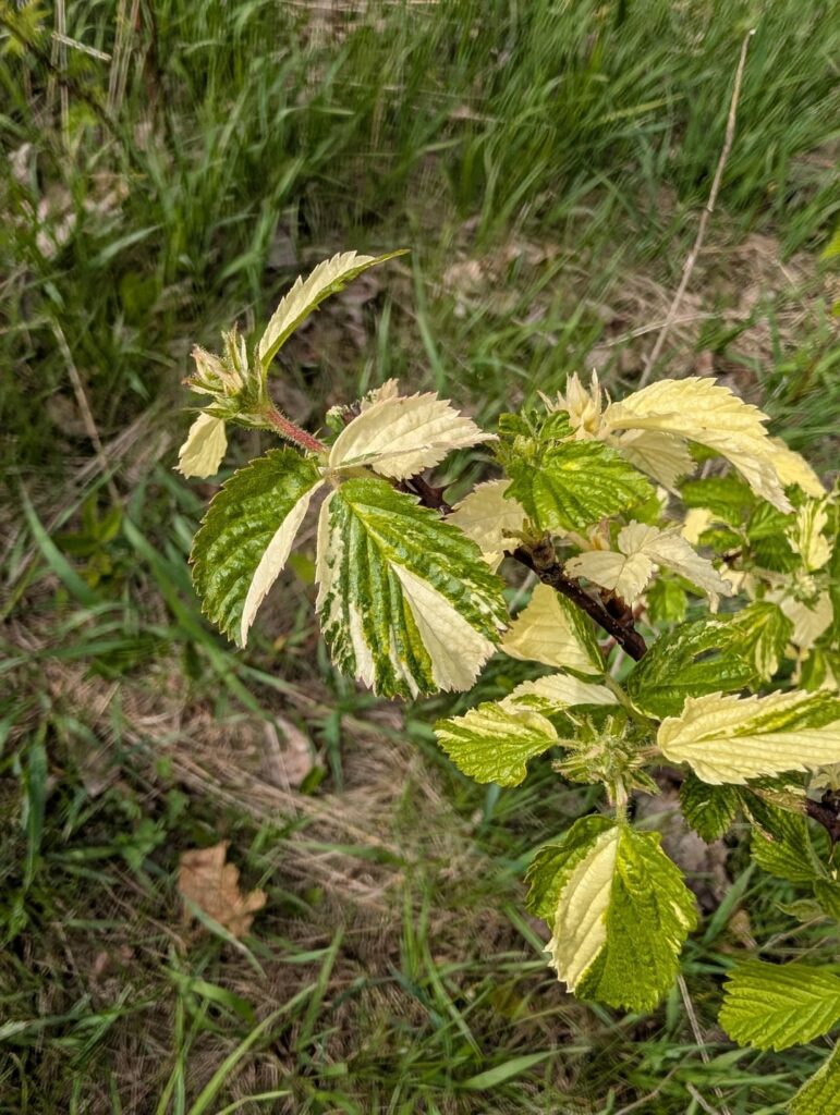 Variegated Blackberry?