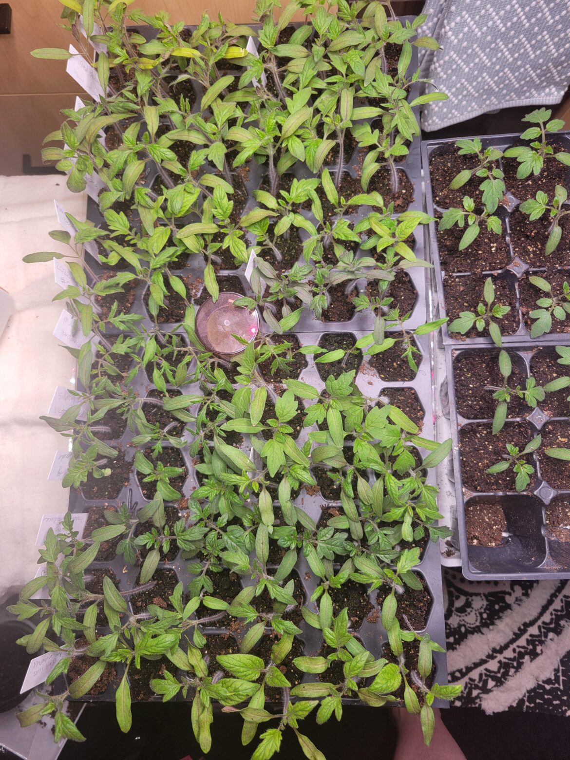 Would Coco Loco (coconut coir w/amendments) be a good idea for the next uppitting step?