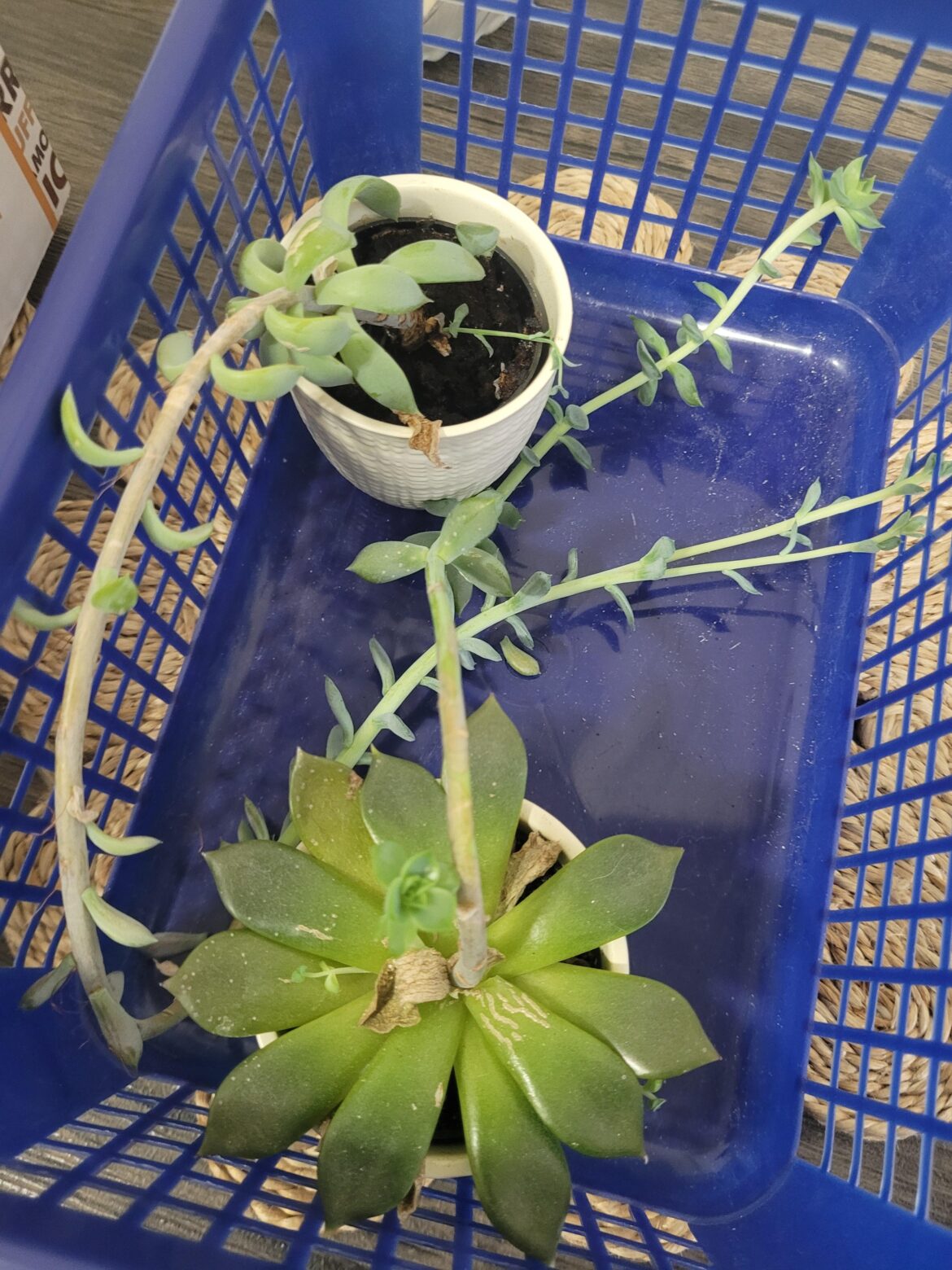 Mom brought home succulents from work...