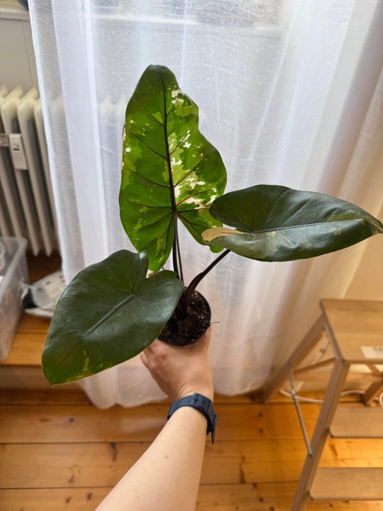 Can someone help me to identify this plant? Thank you