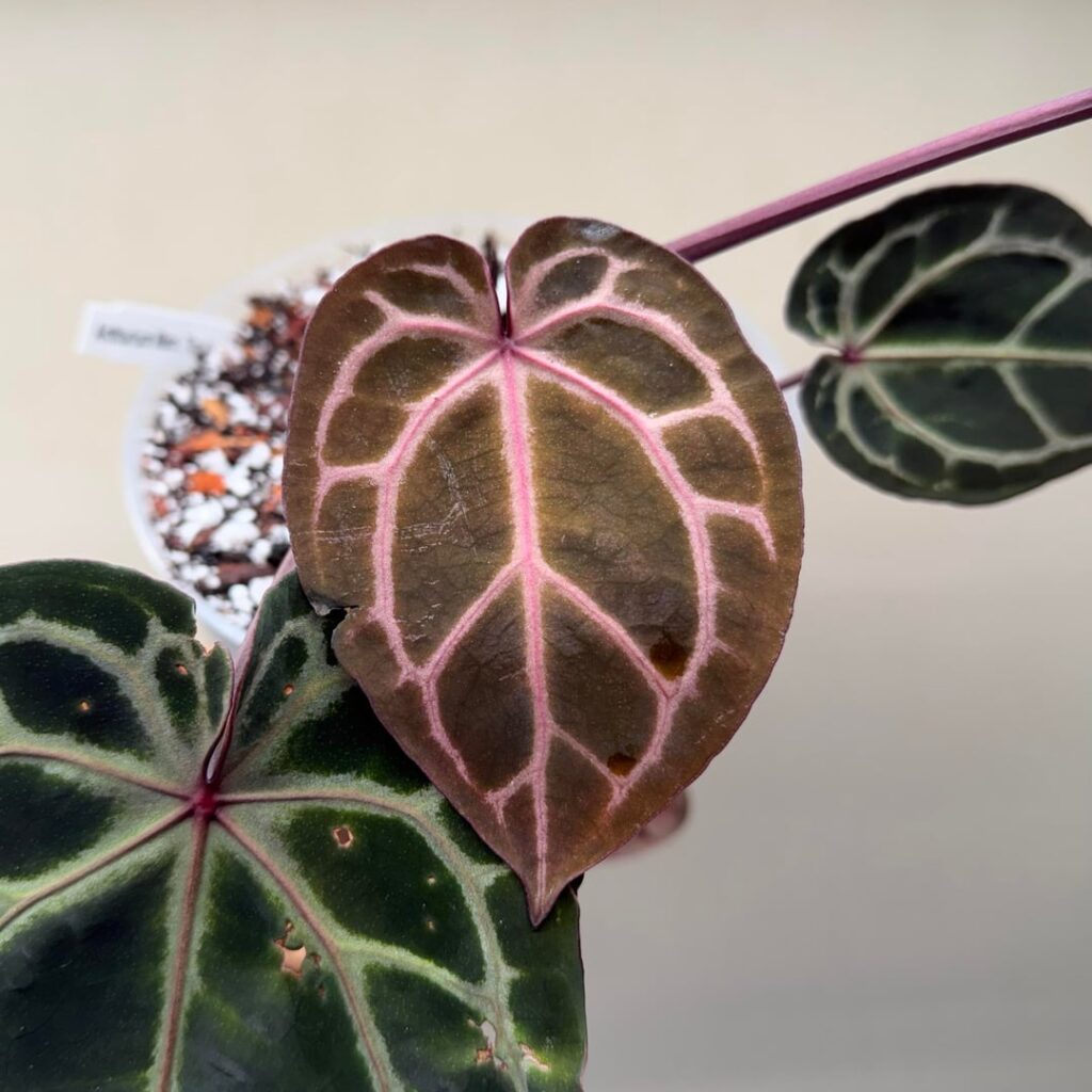 New leaves always put a smile on my face