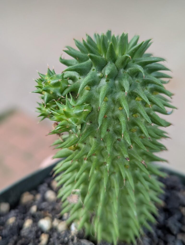 Euphorbia Susannae?