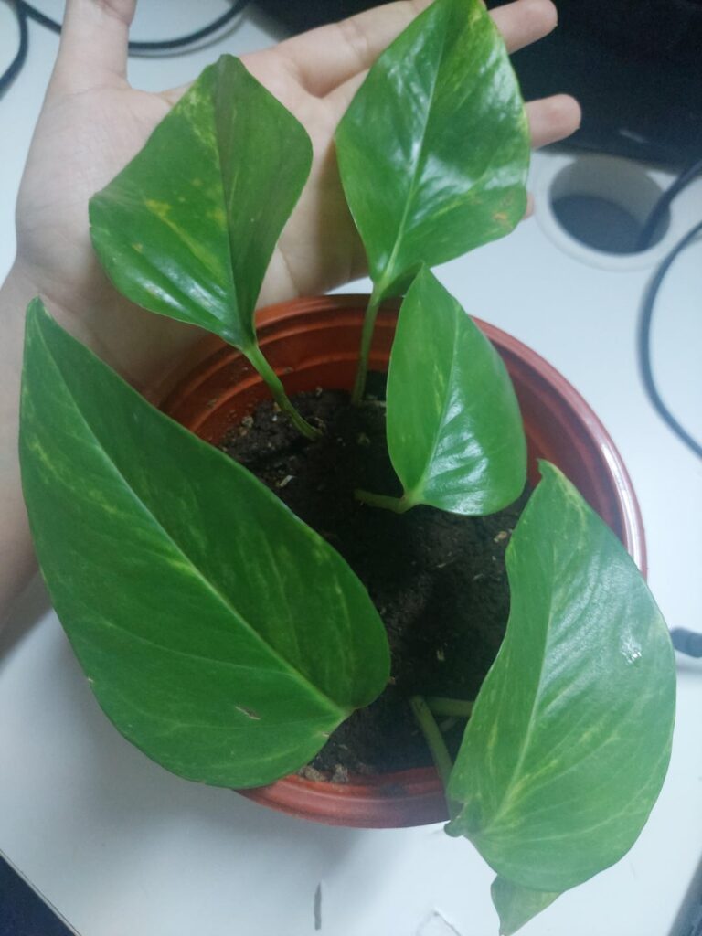 Why is my newest leaf growing the opposite direction? Why is my newest leaf growing the opposite direction?