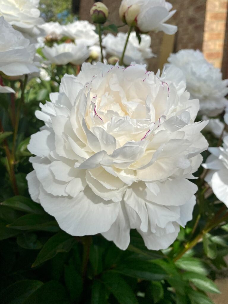 My 93 year old grandad’s peonies will always have my heart