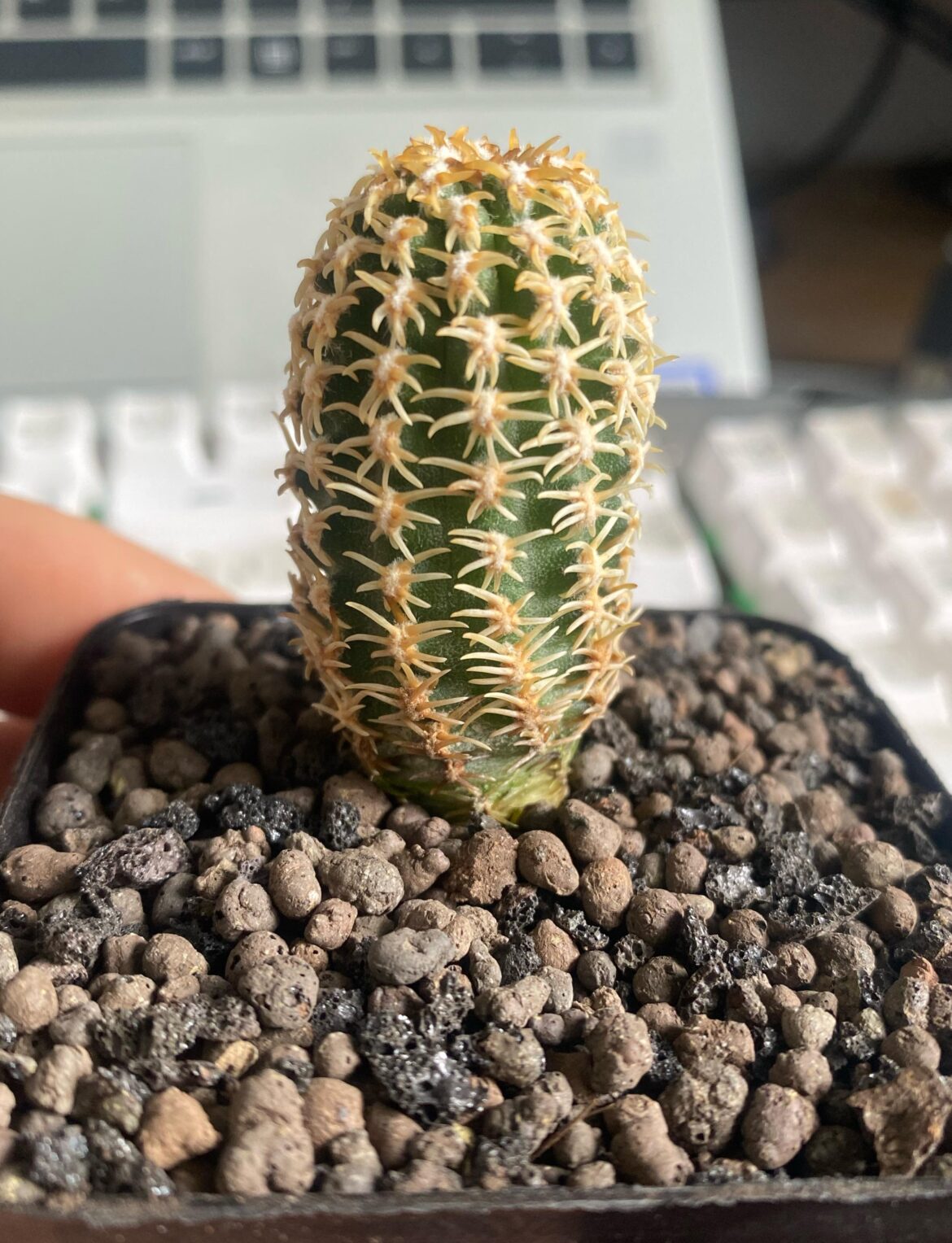 Pygmaecereus bieblii