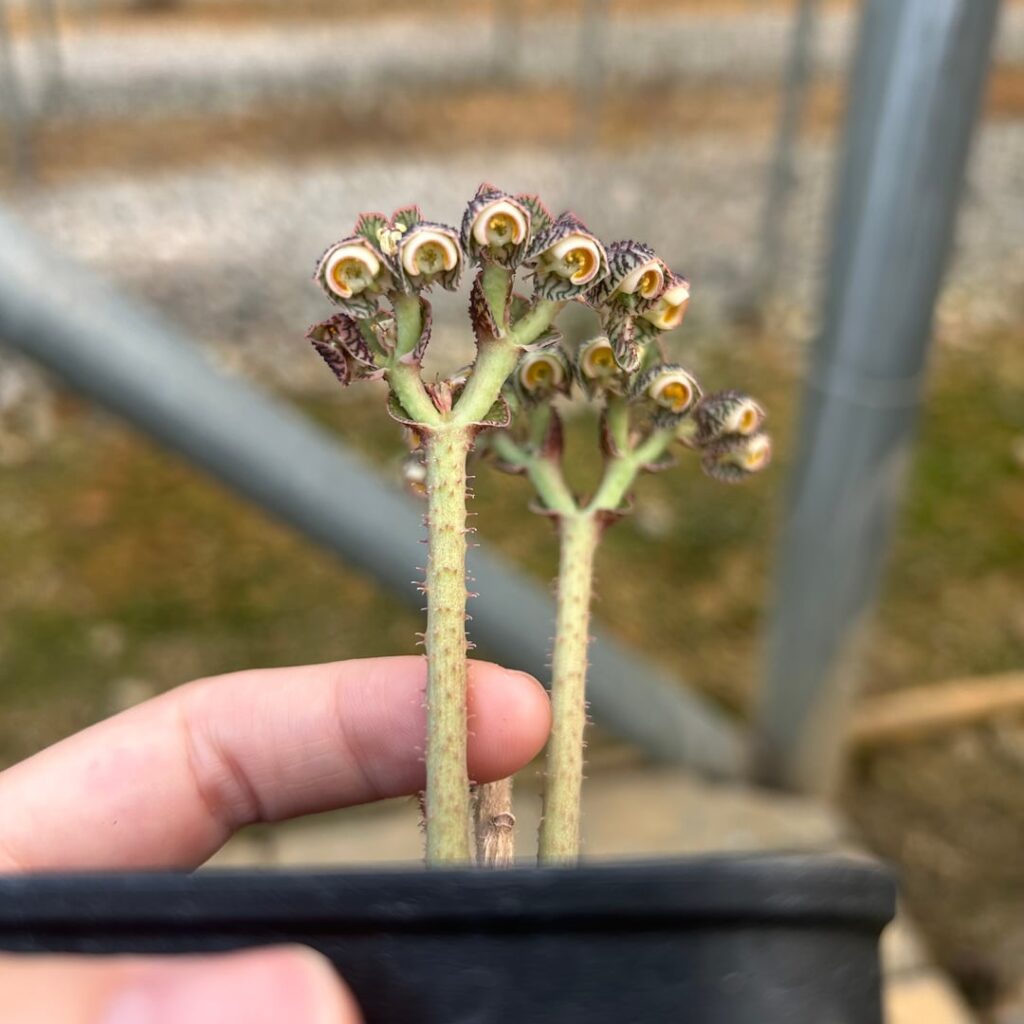 Euphorbia echinulata/Monadenium echinulatum Euphorbia echinulata/Monadenium echinulatum