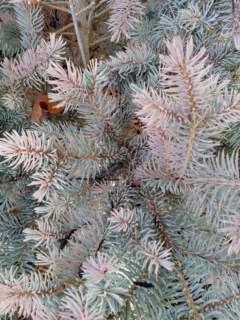 Globe blue spruce turning pink/purple, needles falling off Globe blue spruce turning pink/purple, needles falling off