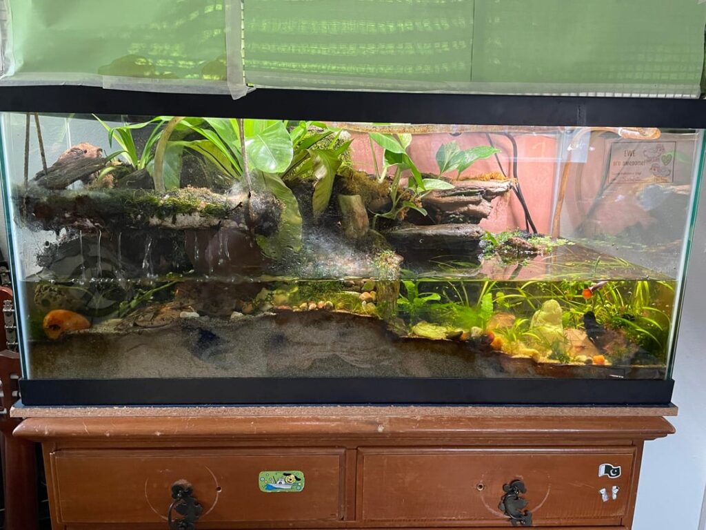 Just showing off my weird tank