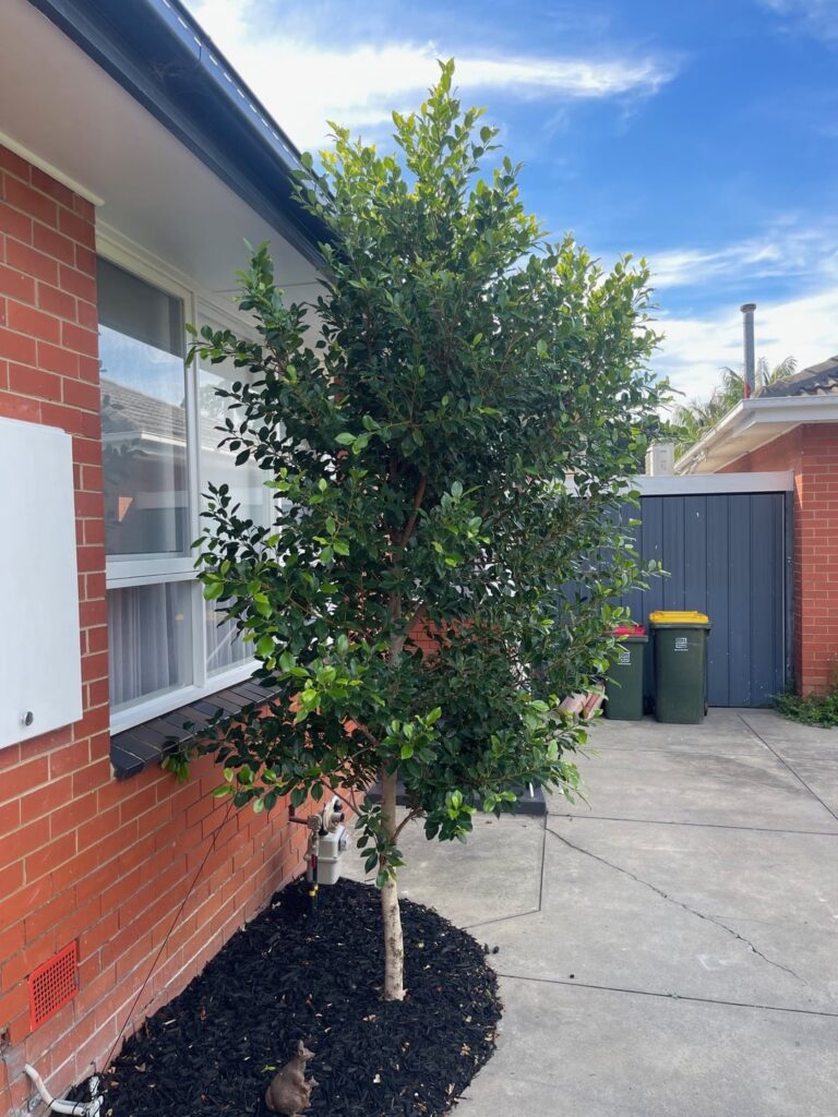 Advice on Removing Ficus Hillii Flash Advice on Removing Ficus Hillii Flash