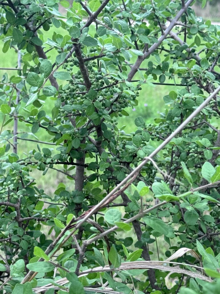 Please help identify this volunteer plant