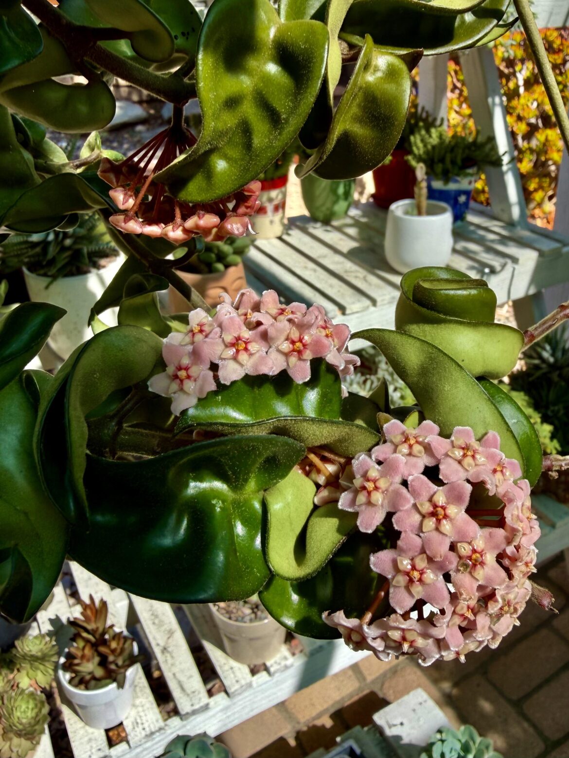 Maiden bloom for my Hindu Rope.