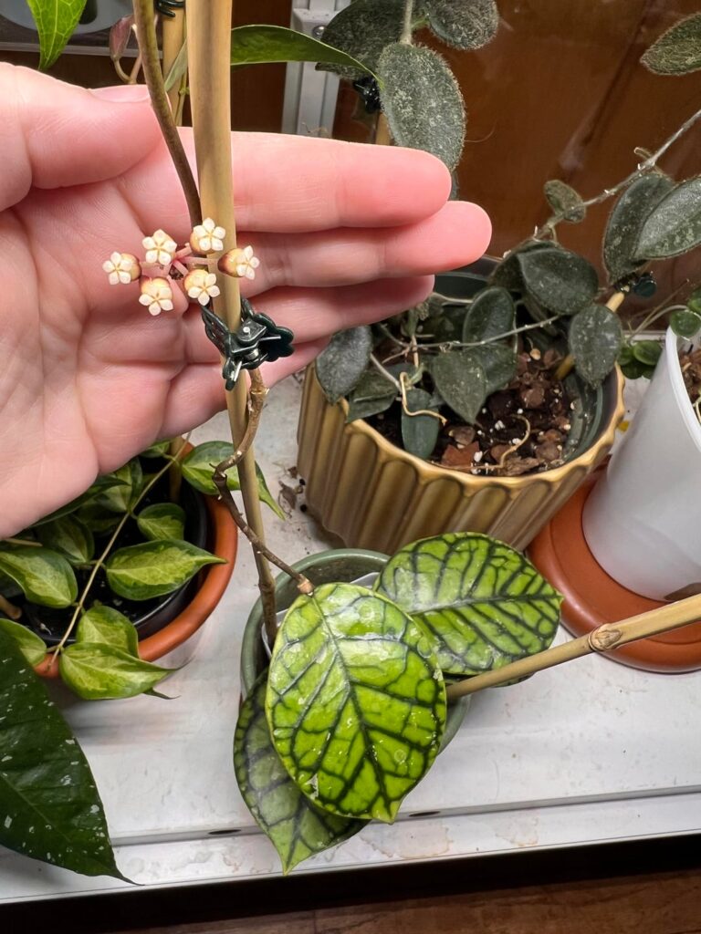 Hoya chibi flowers!!!